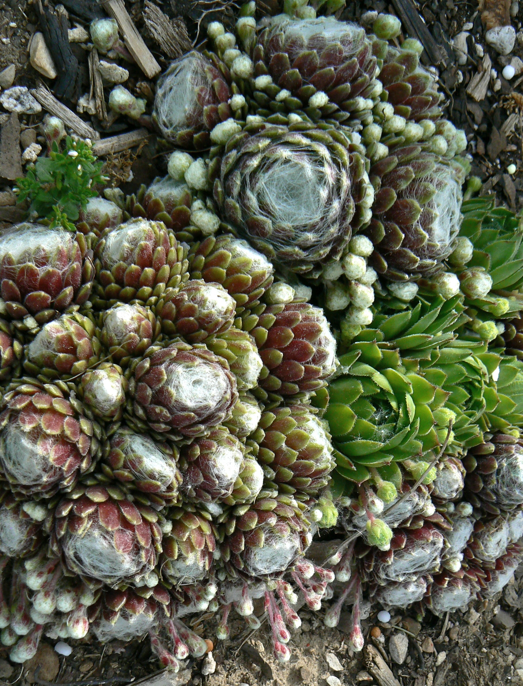 Sempervivum tectorum Hens and Chicks