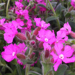 Silene x robotii Rolly's Favorite PP17392, CPBR4241 Campion