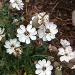 Silene uniflora Compacta Sea Campion