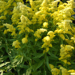 Solidago x Little Lemon Dansolitlem PP17297, COPF Dwarf Goldenrod
