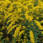 Solidago rugosa Fireworks Fireworks Goldenrod