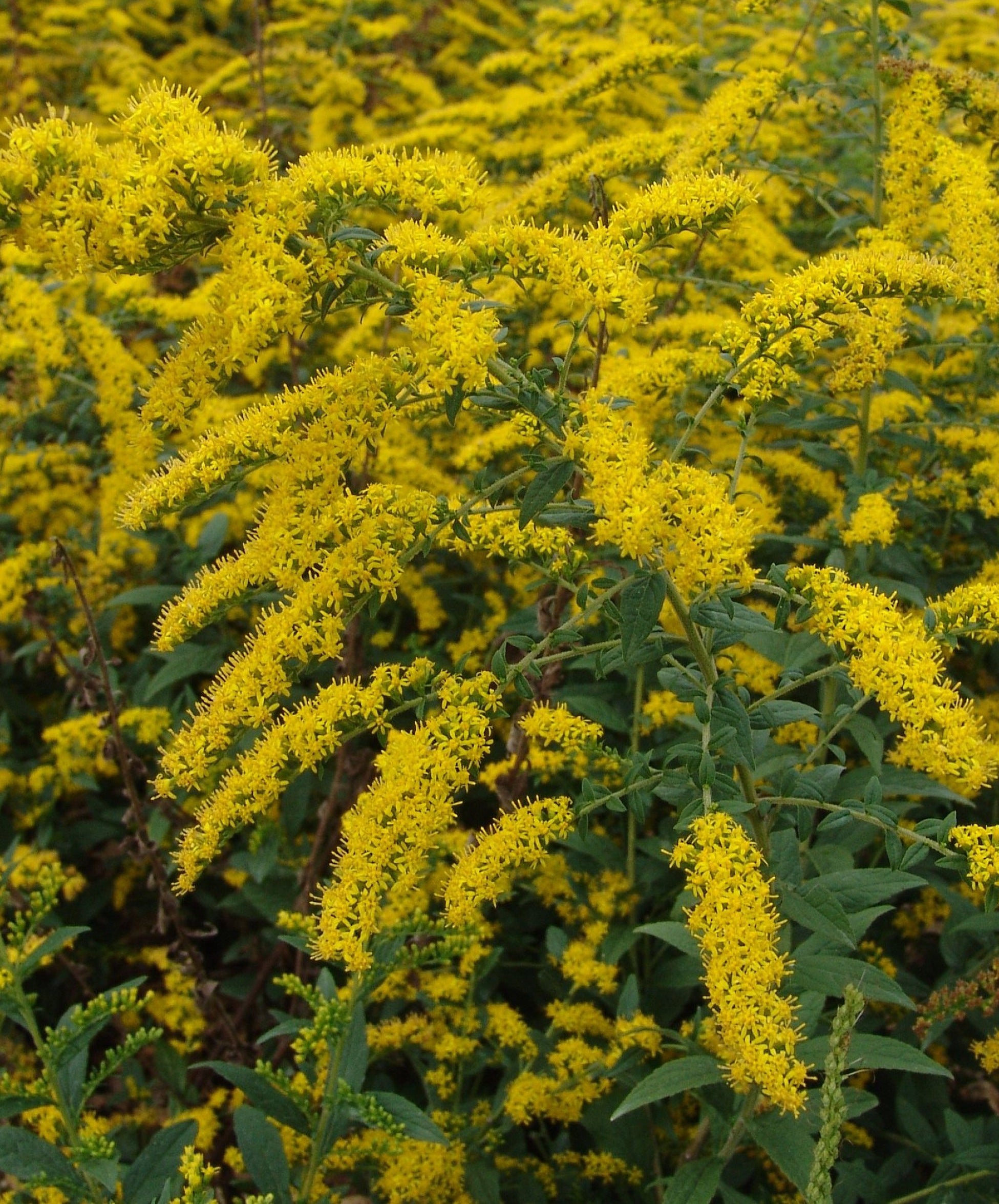 Fireworks Goldenrod – GardenTap