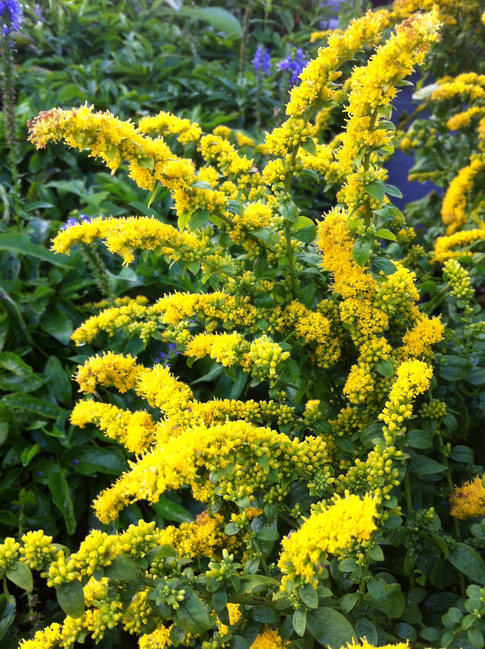 Solidago sphacelata Golden Fleece Goldenrod