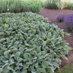 Stachys byzantina Lamb's Ear
