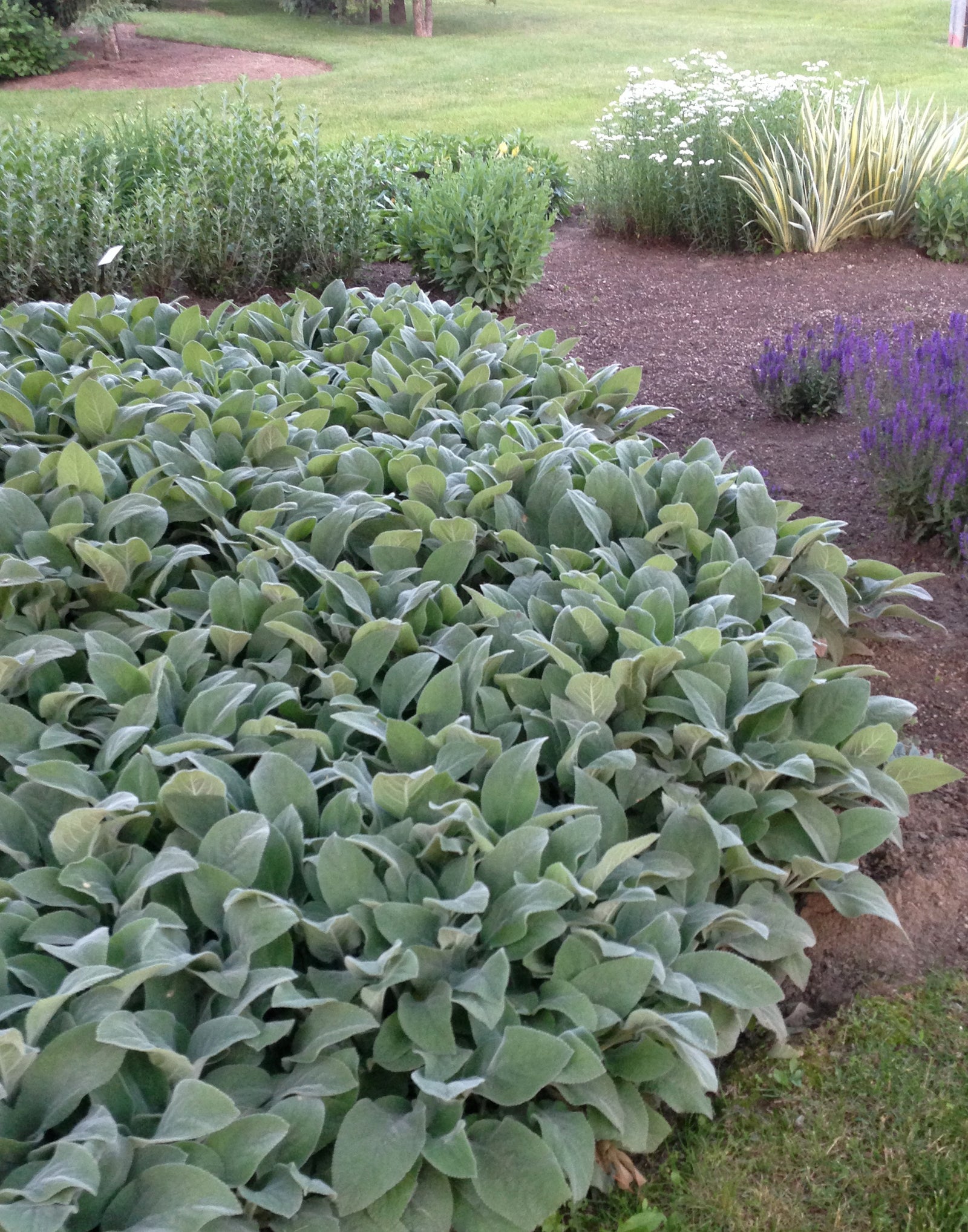 Stachys byzantina Lamb's Ear