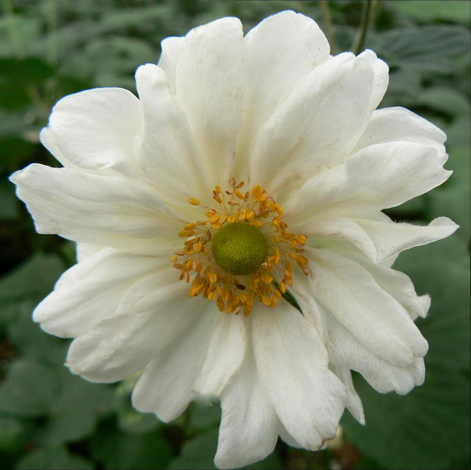Anemone x hybrida Whirlwind Whirlwind Japanese Anemone