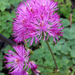 Thalictrum aquilegiifolium Columbine Meadow Rue