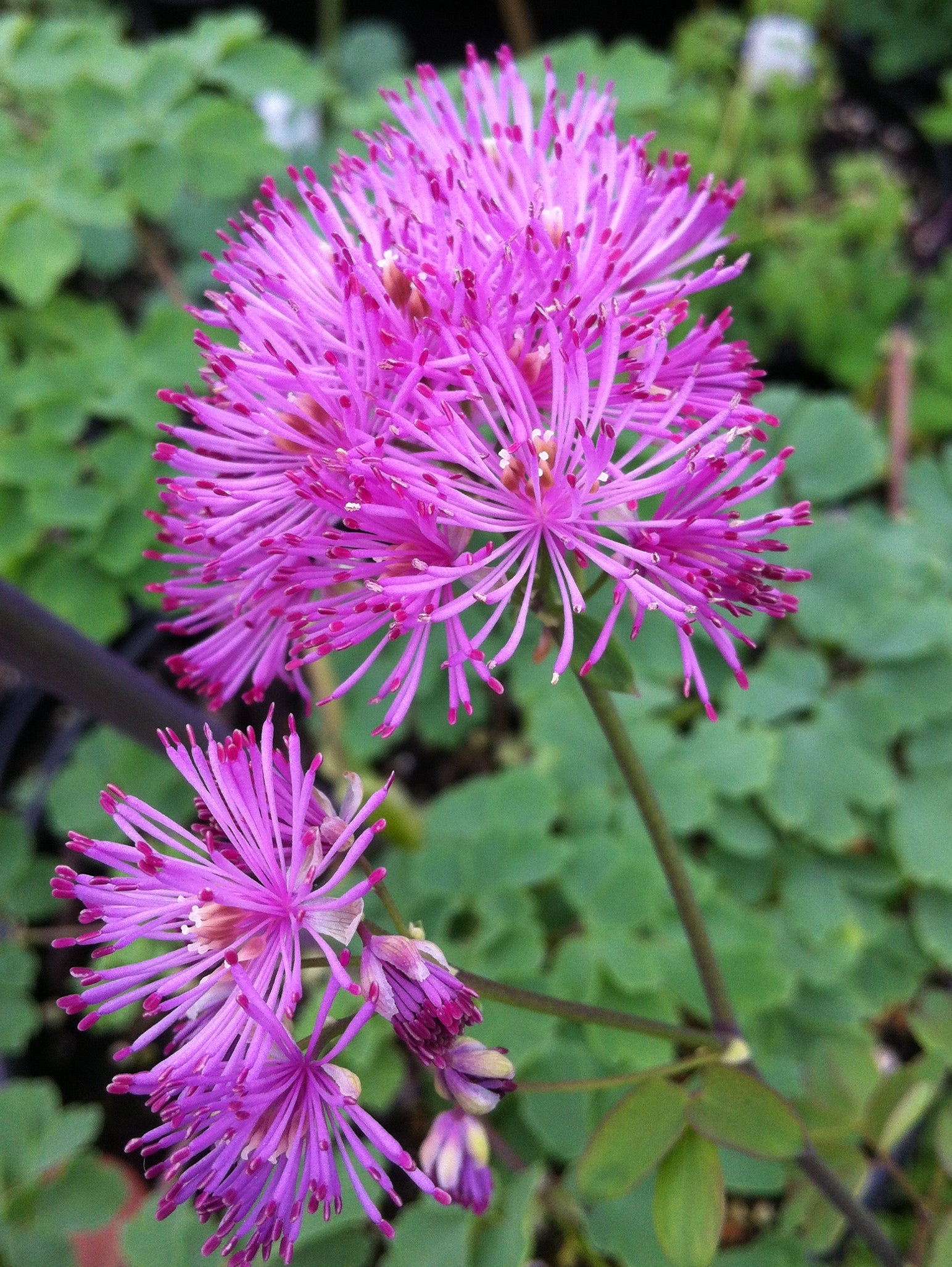 Thalictrum aquilegiifolium Columbine Meadow Rue