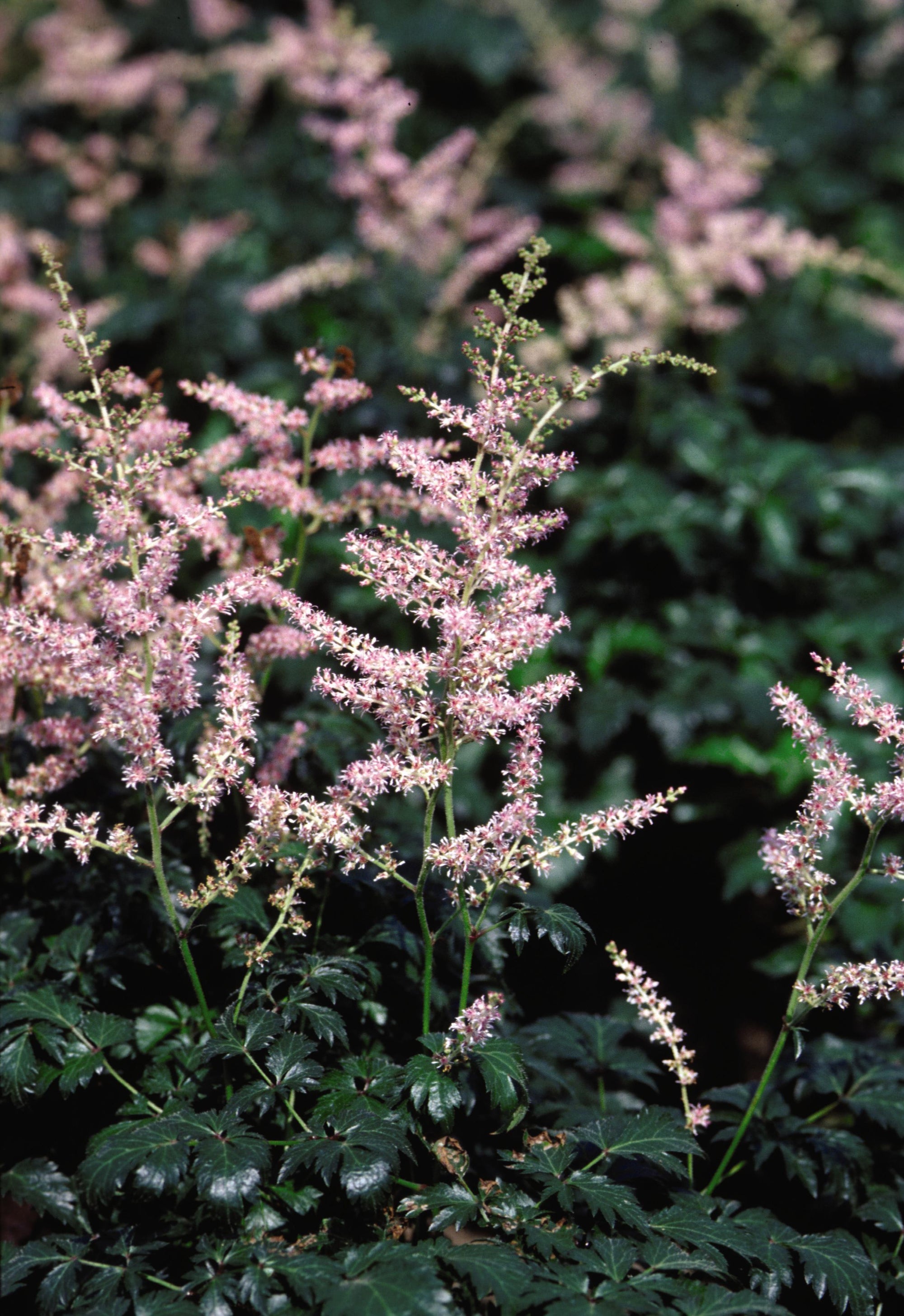 Astilbe simplicifolia Sprite Dwarf Astilbe