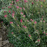 Antennaria dioica Rubra Pink Pussytoes