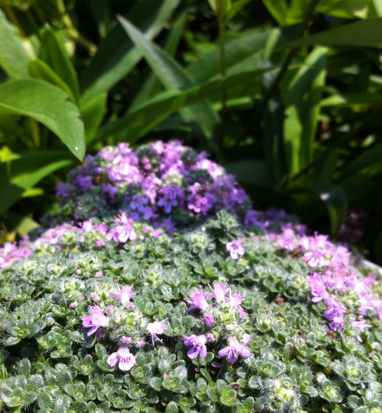 22様　nella. x Garden of eden thyme pierce Thyme – GardenTap