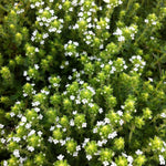 Thymus serpyllum Alba White Creeping Thyme