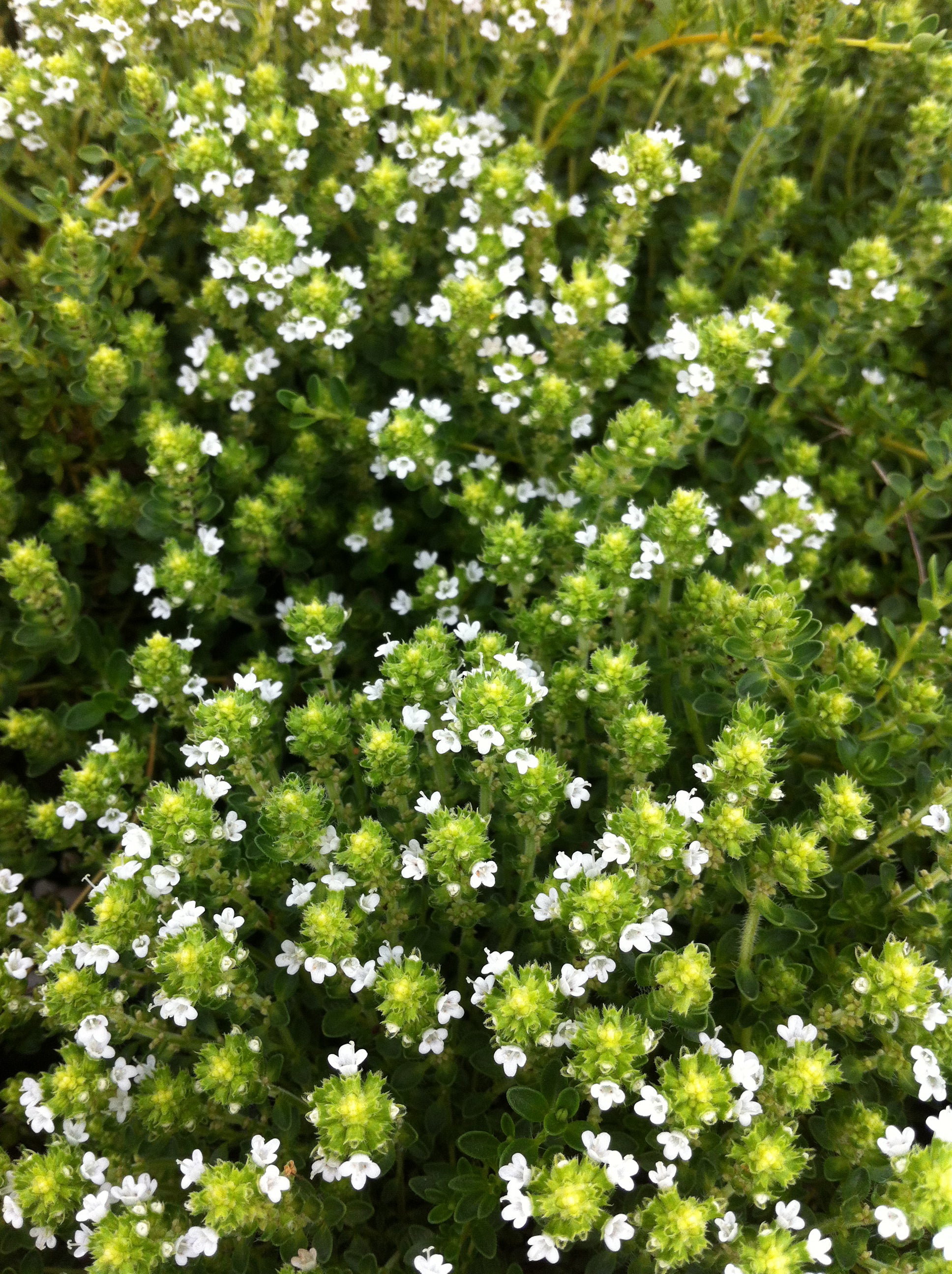 Thymus serpyllum Alba White Creeping Thyme