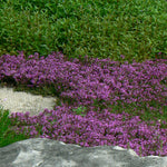 Thymus praecox Coccineus Red Creeping Thyme
