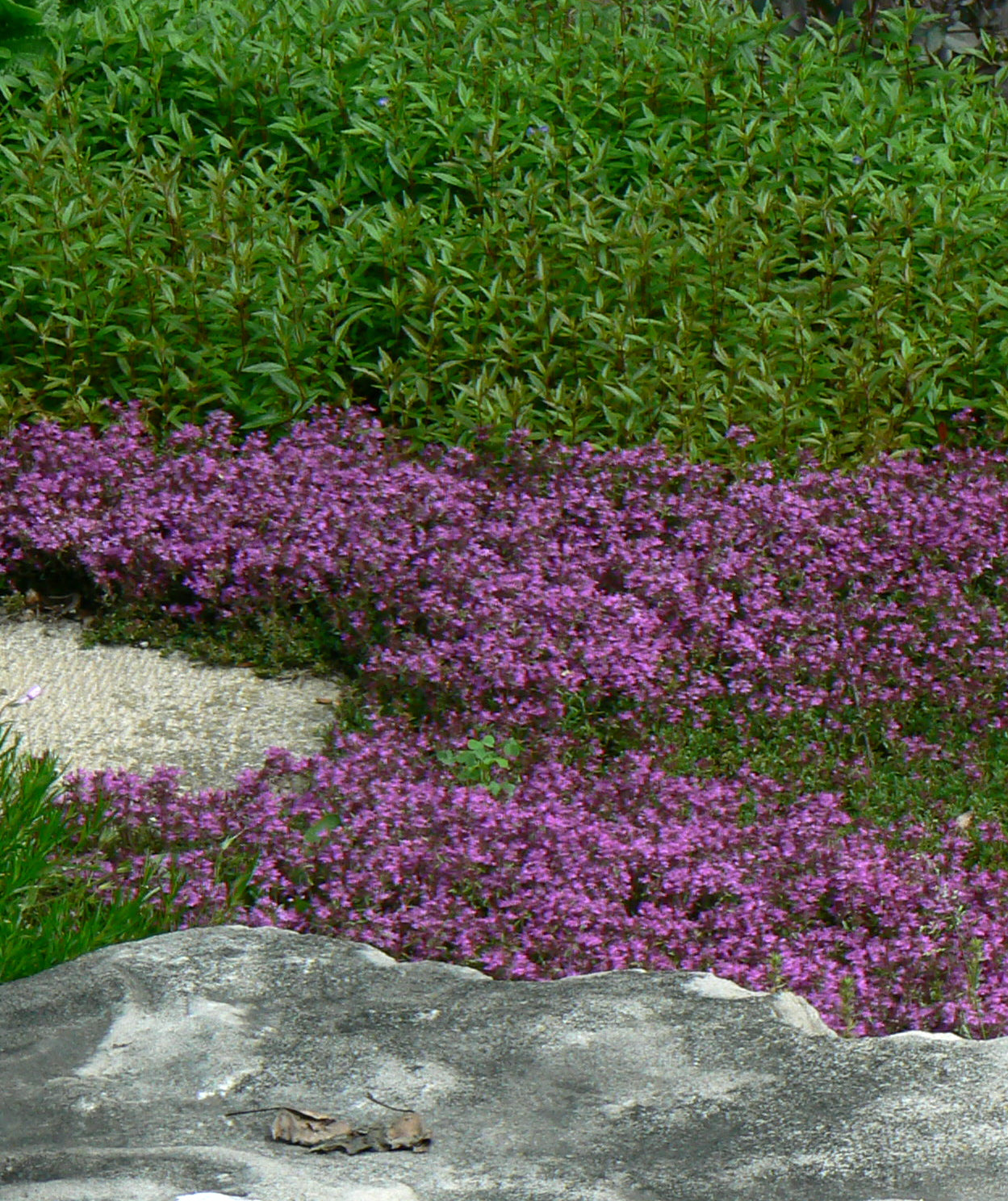Thymus praecox Coccineus Red Creeping Thyme