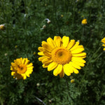 Anthemis tinctoria Kelwayi Golden Marguerite