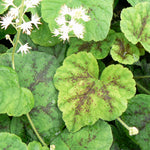 Tiarella cordifolia Running Tapestry Foam Flower
