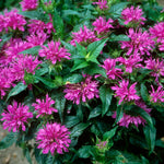 Monarda didyma Grand Parade ACrade PP19580, COPF Grand Parade Bee Balm