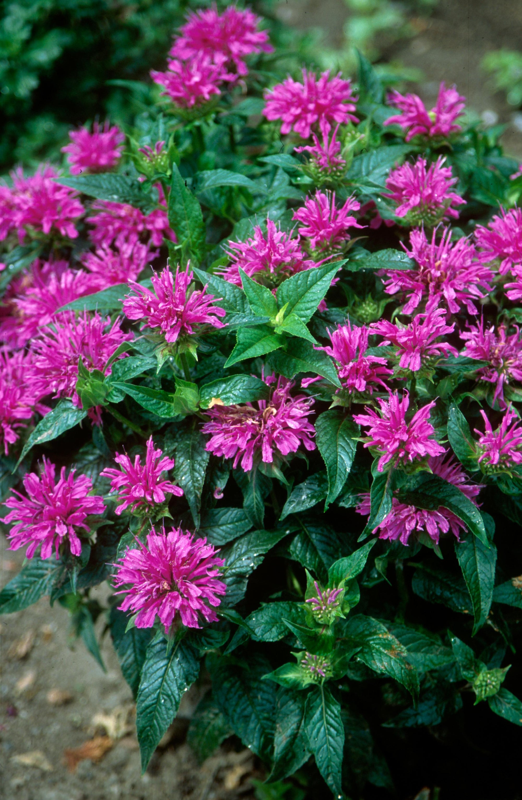 Monarda didyma Grand Parade ACrade PP19580, COPF Grand Parade Bee Balm