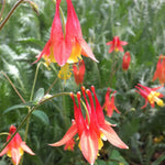 Aquilegia canadensis Wild Columbine