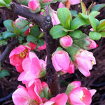 Chaenomeles x superba Pink Lady Japanese Quince