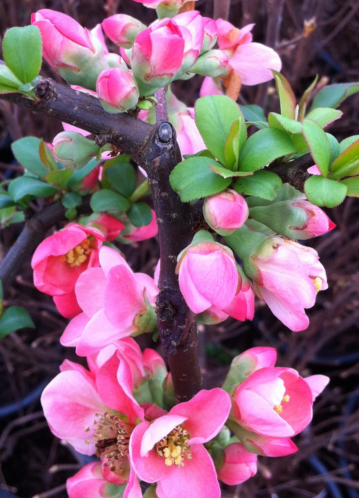 Chaenomeles x superba Pink Lady Japanese Quince