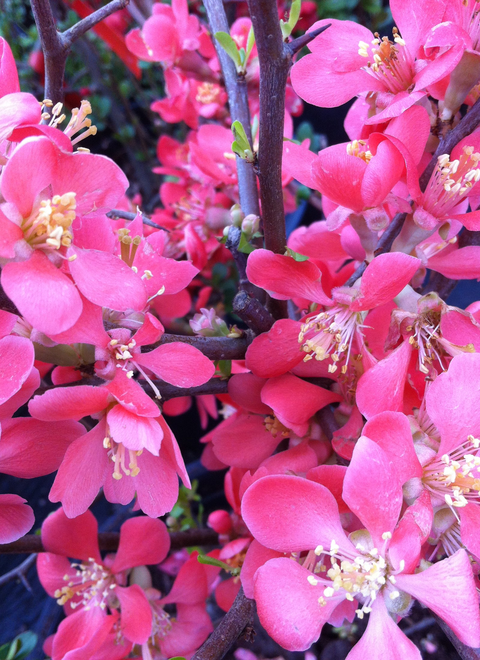 Chaenomeles x superba Texas Scarlet Japanese Quince