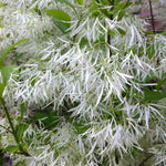Chionanthus virginicus Fringetree