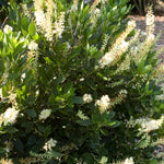 Clethra alnifolia Hummingbird Summersweet