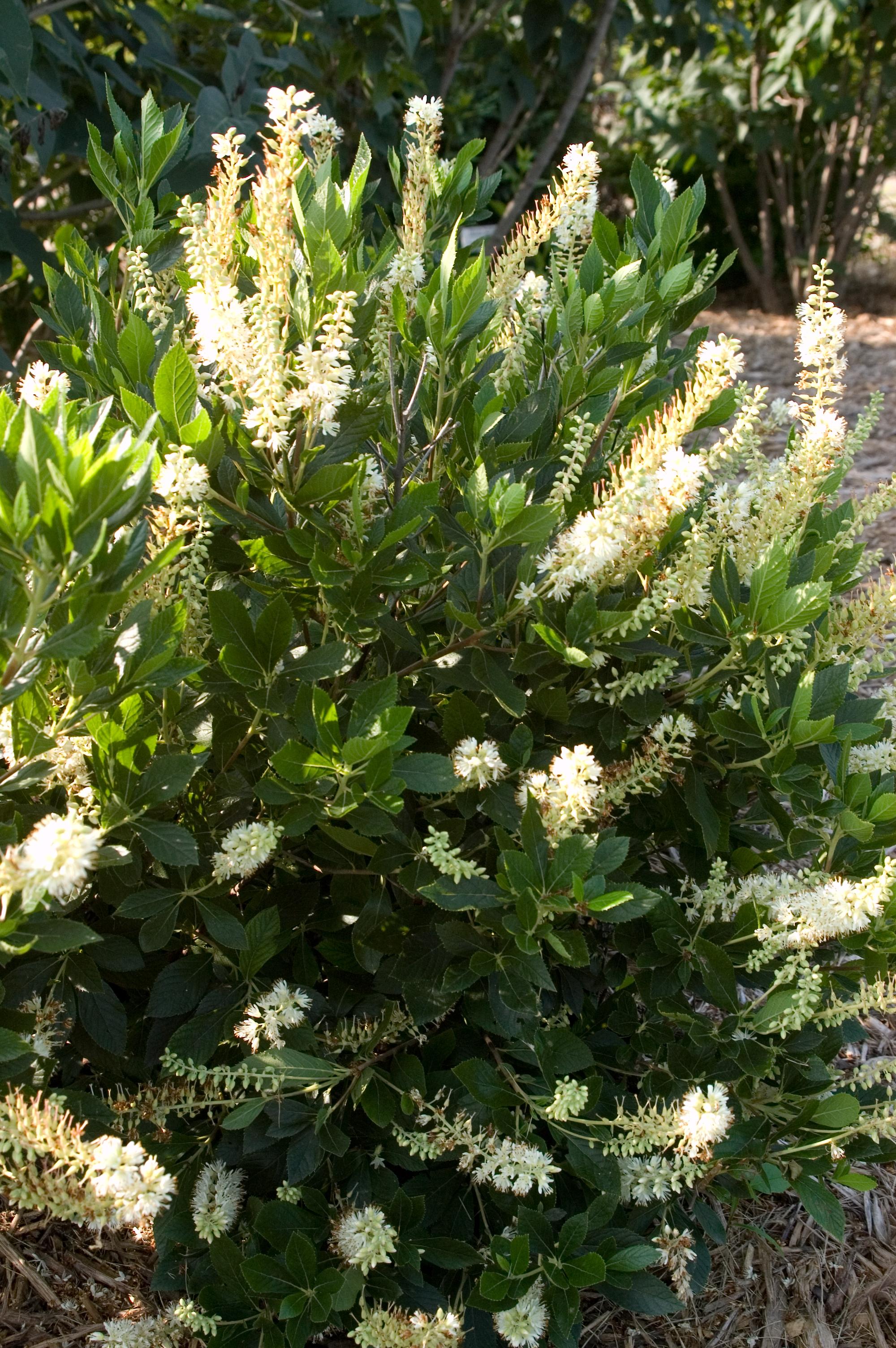 Clethra alnifolia Hummingbird Summersweet