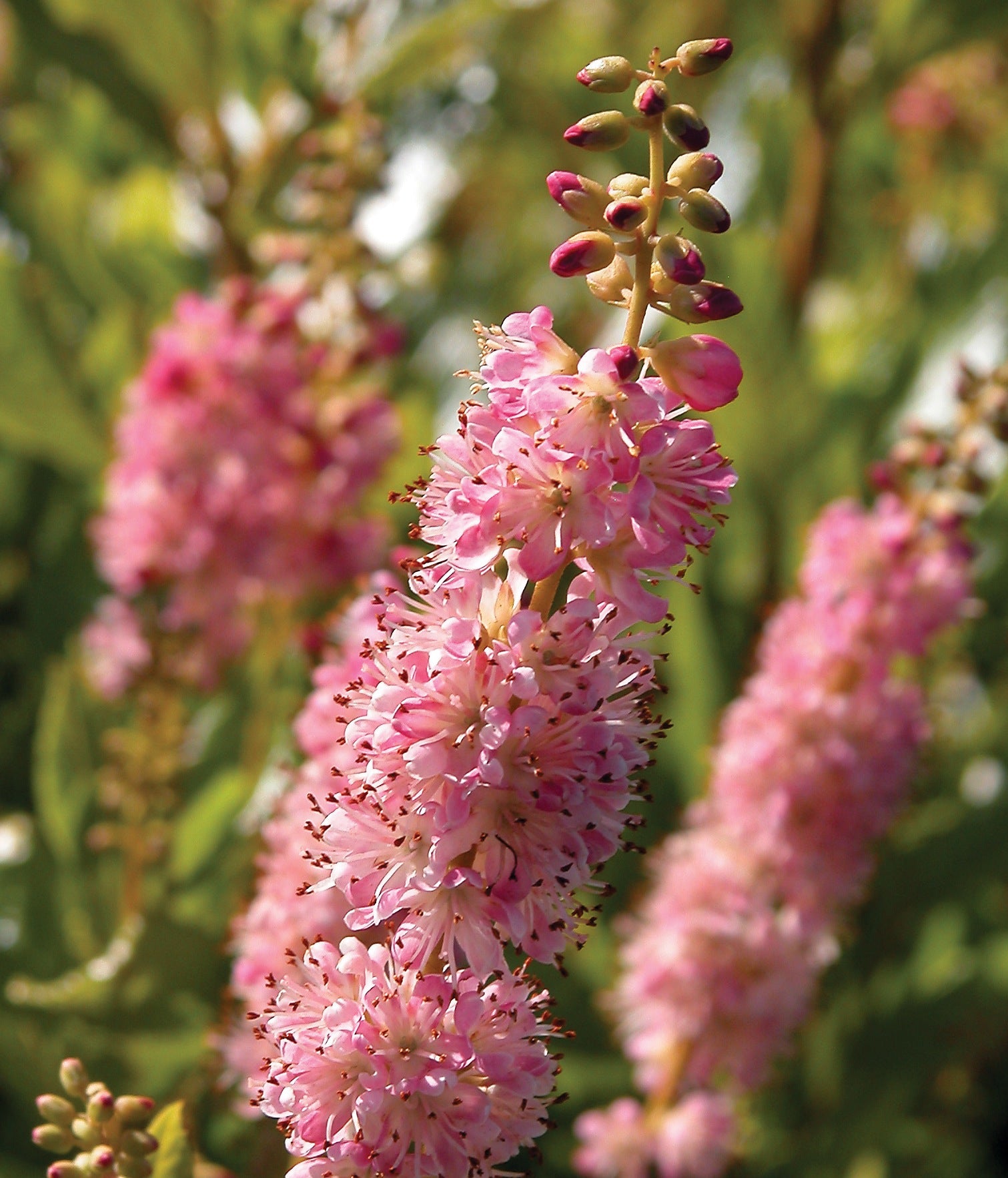 Clethra alnifolia Ruby Spice Summersweet