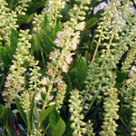 Clethra alnifolia Sixteen Candles Summersweet