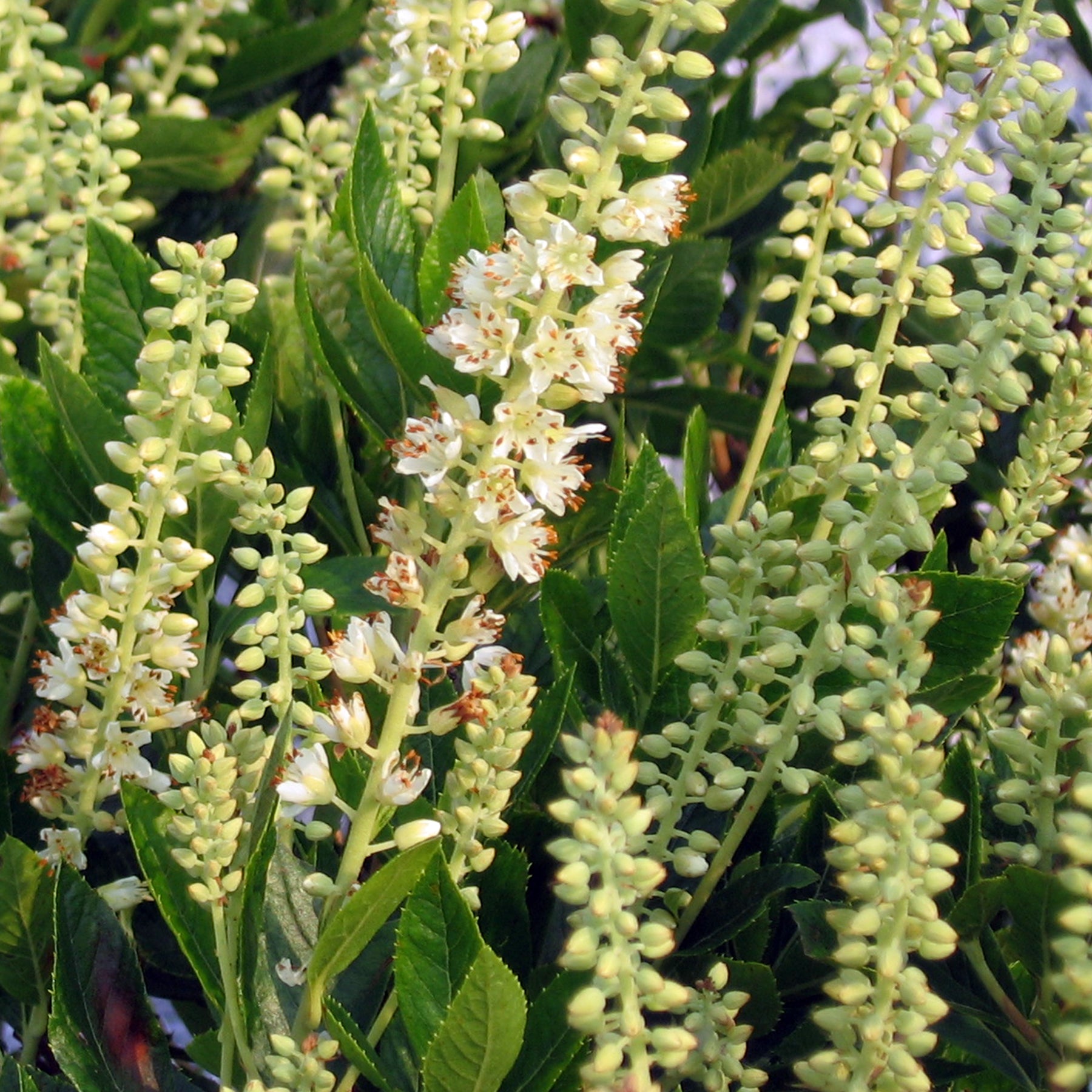 Clethra alnifolia Sixteen Candles Summersweet