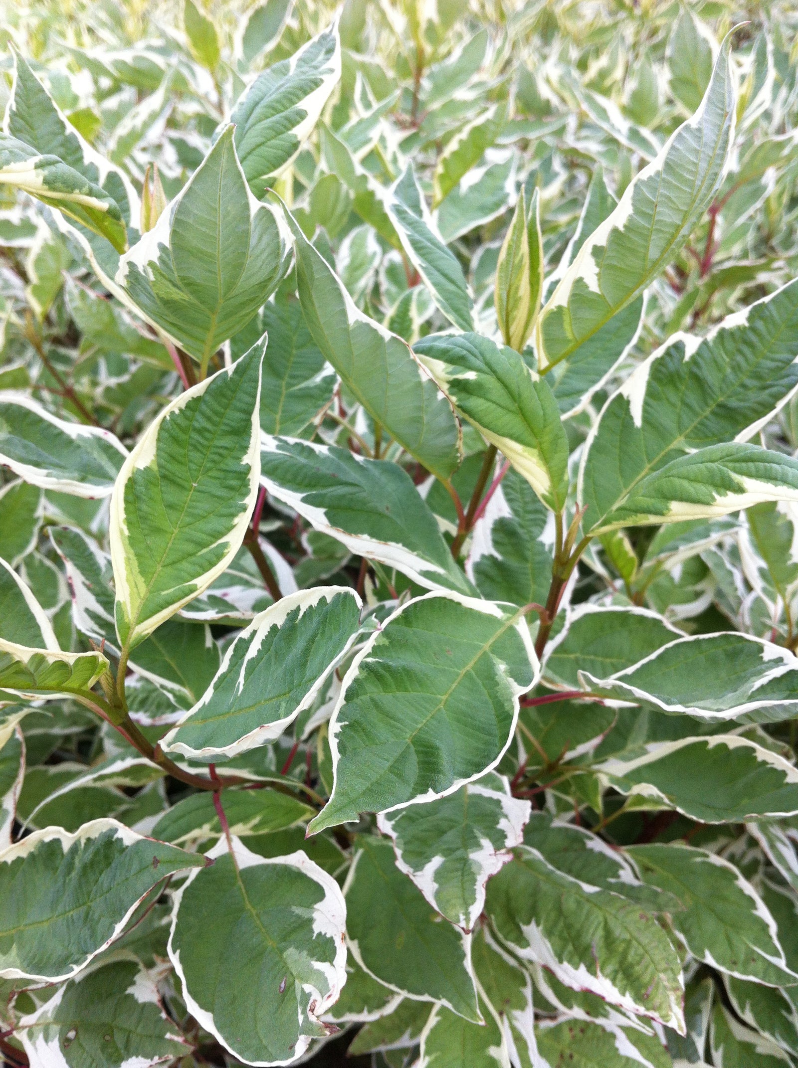 Cornus alba Ivory Halo Bailho PP8722, COPF, CPBR1097 Ivory Halo Dogwood