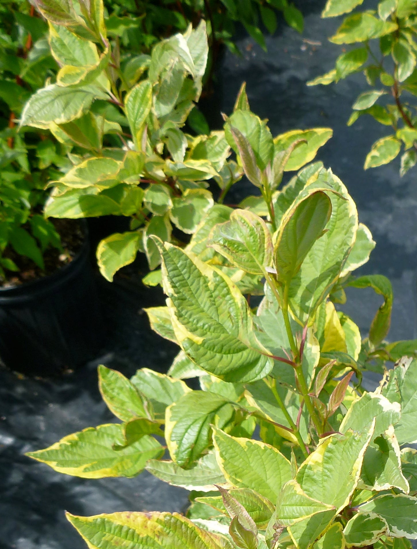 Cornus alba Gouchaultii Goldenleaf Dogwood