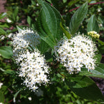 Cornus alba Sibirica Redbark Dogwood