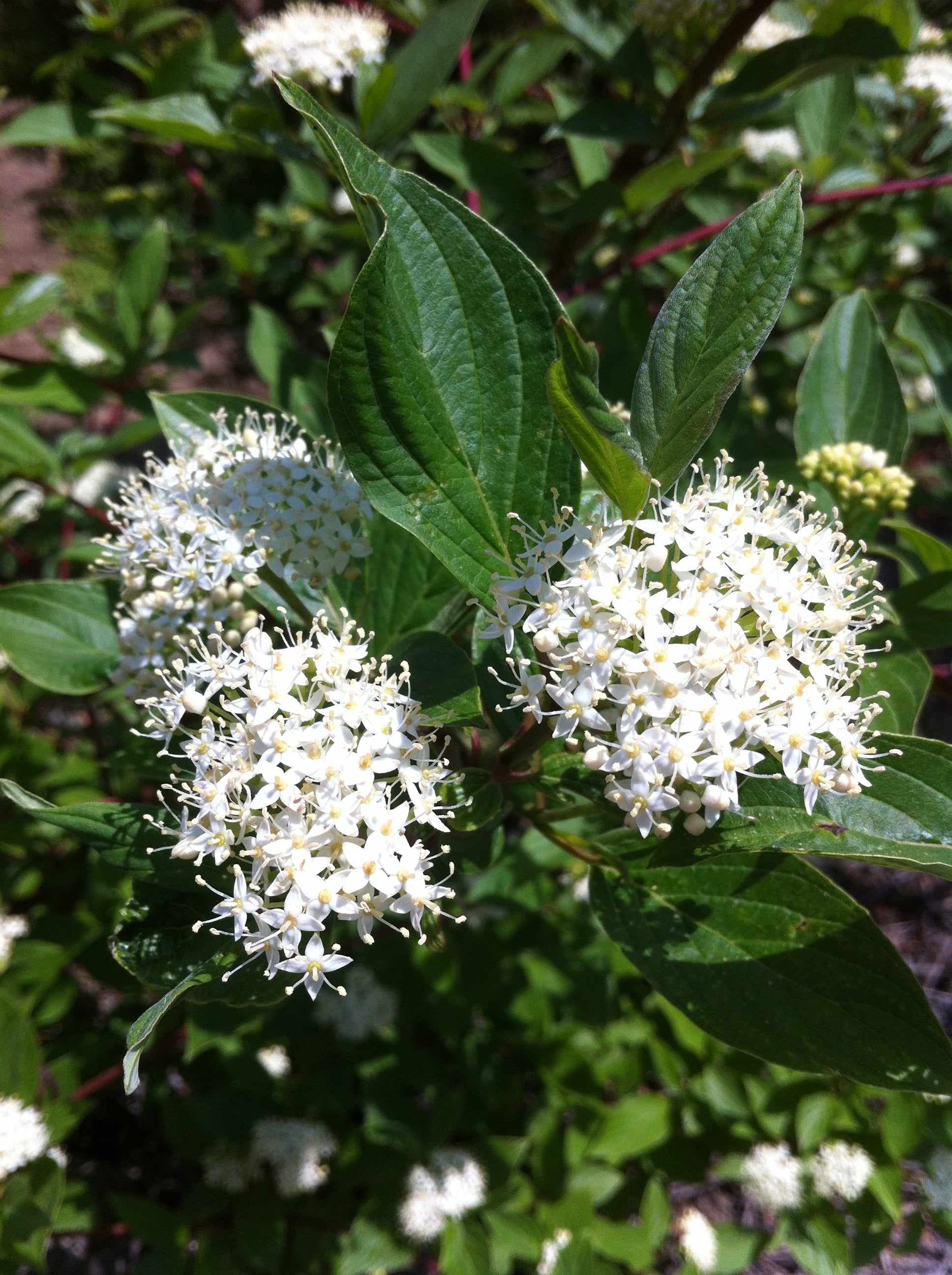 Cornus alba Sibirica Redbark Dogwood