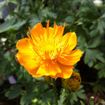 Trollius chinensis Golden Queen Globeflower