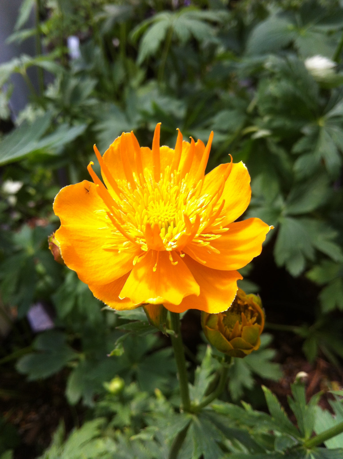 Trollius chinensis Golden Queen Globeflower