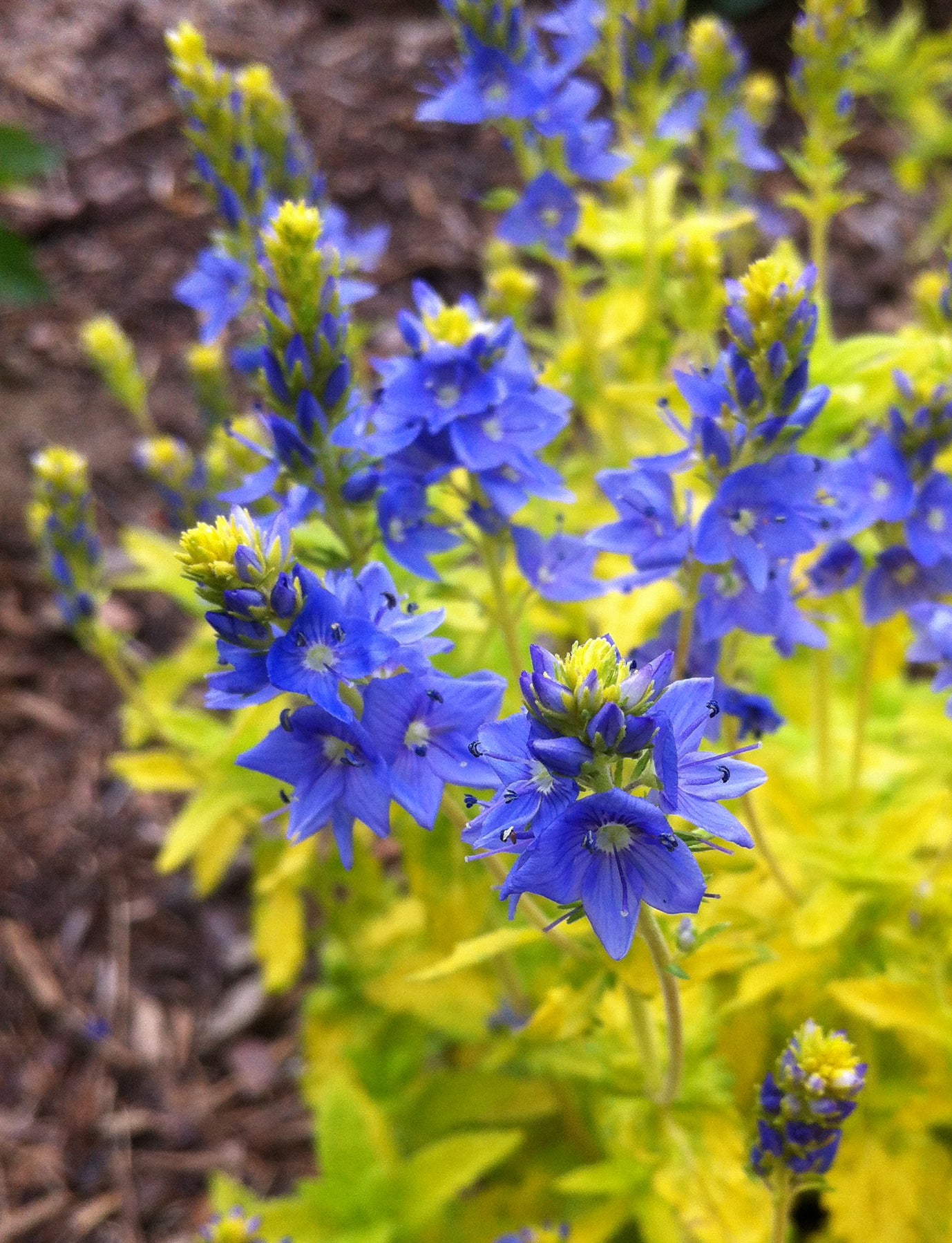 Veronica prostrata Aztec Gold Buttercup PP13354, COPF Aztec Gold Speedwell