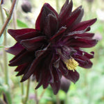 Aquilegia vulgaris Black Barlow Columbine