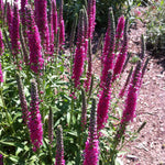 Veronica spicata Red Fox Rotfuchs Red Fox Speedwell