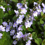 Veronica x Waterperry Blue Creeping Speedwell