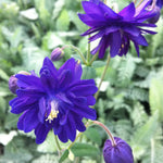 Aquilegia vulgaris Blue Barlow Columbine