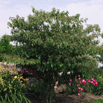 Cornus alternifolia Pagoda Dogwood