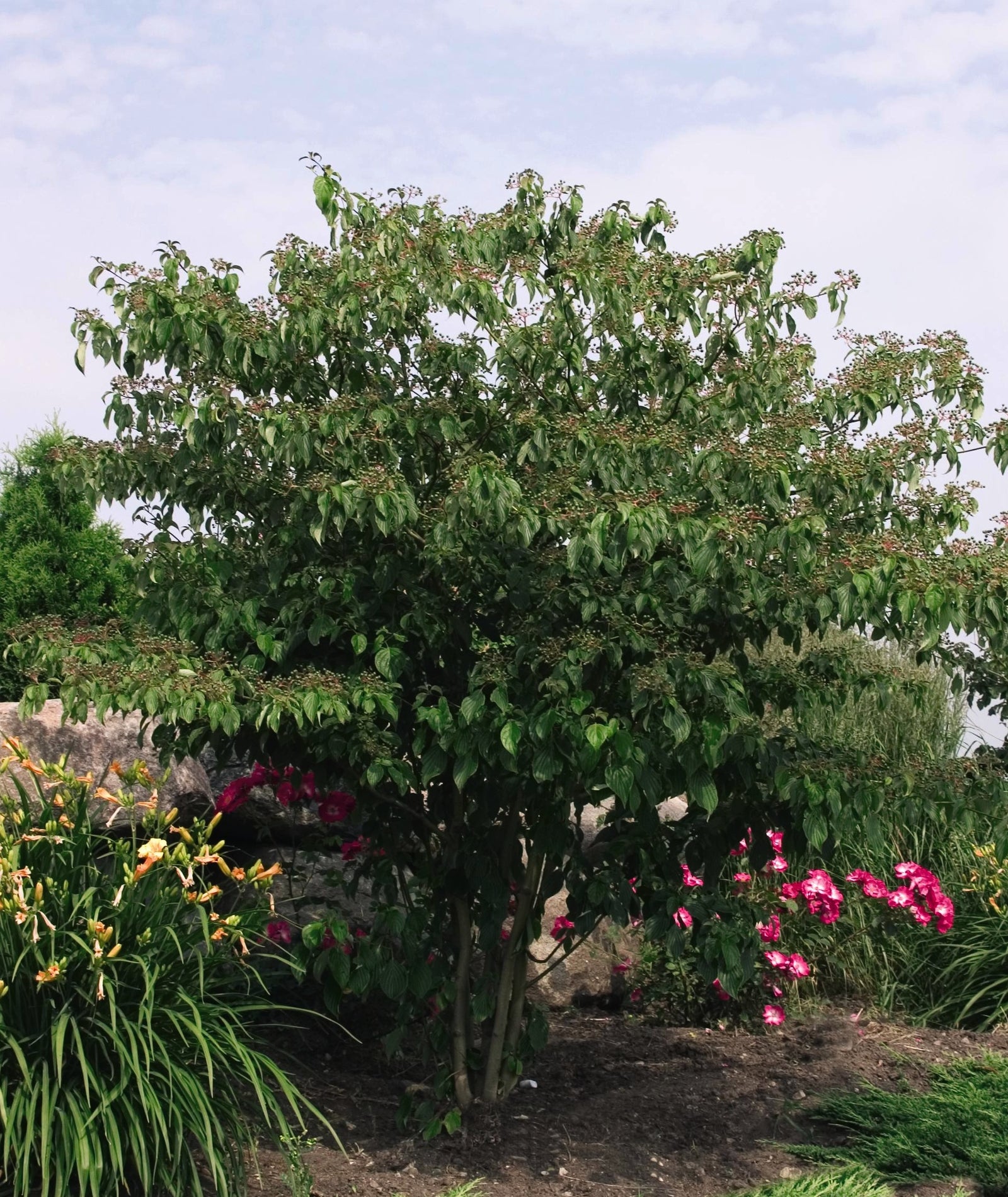 Cornus alternifolia Pagoda Dogwood