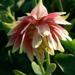 Aquilegia vulgaris Nora Barlow Columbine
