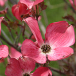 Cornus florida Cherokee Brave Comco No.1 PP10166 Cherokee Brave Dogwood
