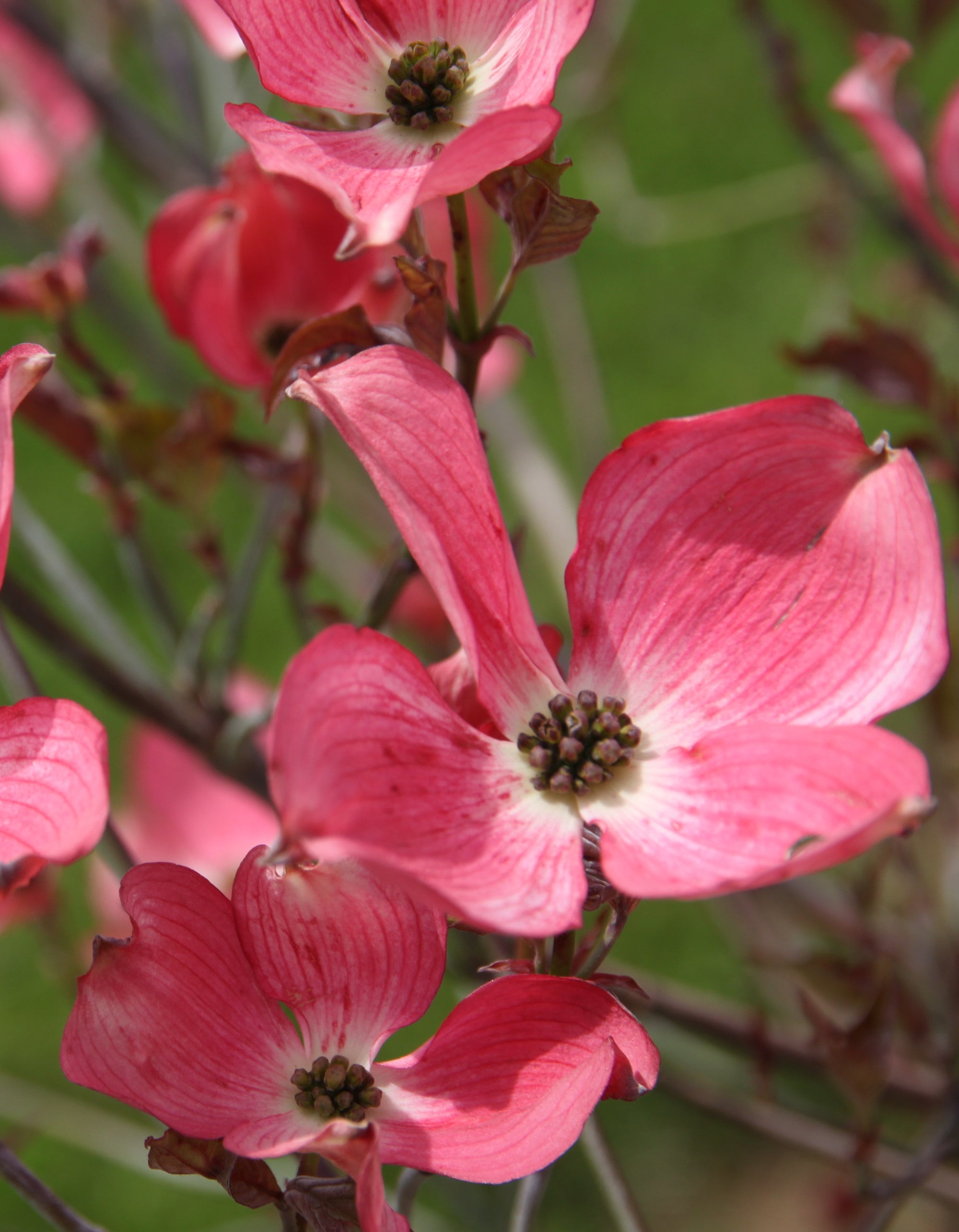 Cornus florida Cherokee Brave Comco No.1 PP10166 Cherokee Brave Dogwood