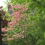 Cornus florida Rubra Pink Flowering Dogwood